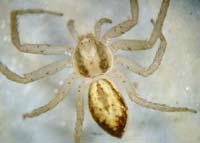 Philodromus dispar