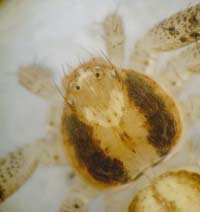 Philodromus dispar