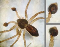 Philodromus dispar