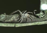 Philodromus dispar
