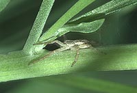 Philodromus dispar