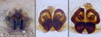 Philodromus dispar