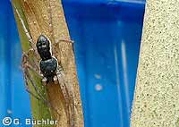Philodromus dispar
