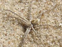 Philodromus fallax