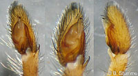Philodromus fallax