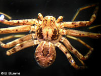 Philodromus fallax