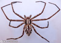 Philodromus histrio