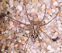 Philodromus histrio
