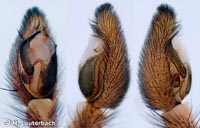 Philodromus histrio