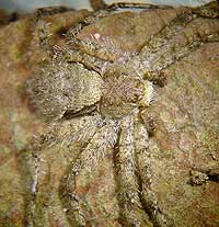 Philodromus margaritatus