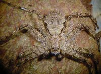 Philodromus margaritatus