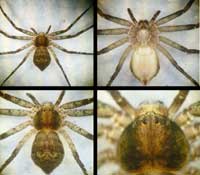 Philodromus margaritatus
