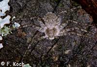 Philodromus margaritatus