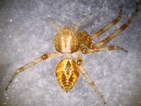 Philodromus praedatus