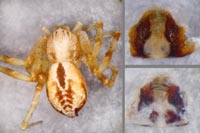Philodromus praedatus