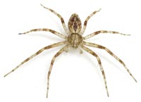 Philodromus praedatus