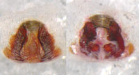 Philodromus praedatus