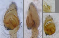 Philodromus rufus