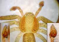Philodromus rufus