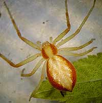 Philodromus rufus