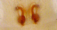 Philodromus rufus