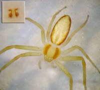 Philodromus rufus