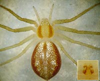 Philodromus rufus