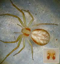 Philodromus rufus