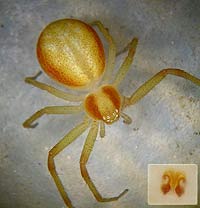 Philodromus rufus
