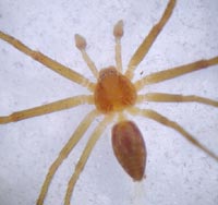 Philodromus rufus
