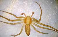 Philodromus rufus