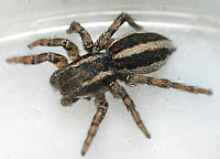 Phlegra fasciata