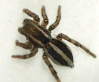 Phlegra fasciata