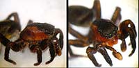 Phlegra fasciata