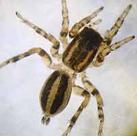 Phlegra fasciata