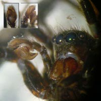 Phlegra fasciata