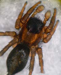 Phlegra fasciata