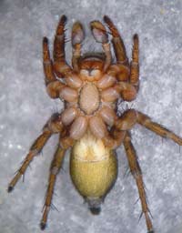 Phlegra fasciata