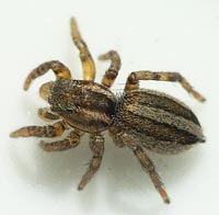 Phlegra fasciata