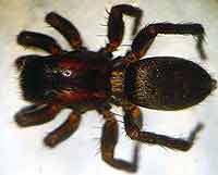 Phlegra fasciata