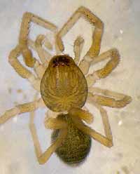 Phrurolithus festivus