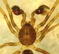 Phrurolithus festivus