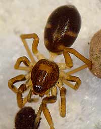Phrurolithus festivus