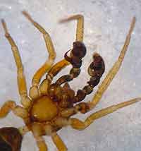 Phrurolithus minimus