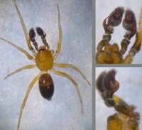 Phrurolithus minimus