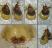 Phrurolithus minimus