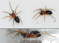 Phrurolithus minimus