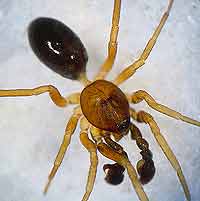 Phrurolithus minimus