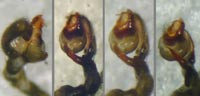 Phrurolithus nigrinus