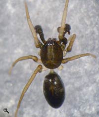 Phrurolithus nigrinus